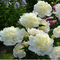 Duchesse de Nemours